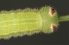 Hyponephele lycaon: L5 larva (e.o. rearing, Switzerland, Valais, Stalden, oviposition in mid-July 2022) [S]