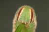 Hyponephele lycaon: L5 larva (e.o. rearing, Switzerland, Valais, Stalden, oviposition in mid-July 2022) [S]