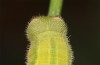 Hyponephele lycaon: Larva L5 (Spain, Aranjuez south of Madrid, early may 2022) [S]