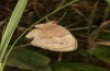 Coenonympha pamphilus: Taxon lyllus: Female (e.o. rearing, S-Spain, Jaen, Santiago de la Espada, oviposition in April 2024) [S]