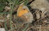 Coenonympha pamphilus: Taxon lyllus: Male (Spain, Malaga, Ronda, Sierra de las Nieves, March 2019) [N]