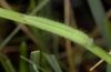 Lasiommata maera: Halbwüchsige Raupe (Montafon) [N]