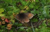 Erebia manto: Female (Hinterstein, 1700m above sea level, August 2012) [N]