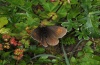 Erebia manto: Weibchen (Hinterstein, 1700m NN, August 2012) [N]