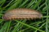 Erebia manto: Larva lateral [S]