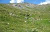 Erebia manto: Habitat at the Großglockner-Hochalpenstraße, Kärnten, Austria, 2100m above sea level, August 2009) [N]