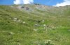 Erebia manto: Habitat an der Großglockner-Hochalpenstraße, Kärnten, 2100m NN, August 2009) [N]