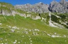 Erebia manto: Habitat in the Allgäu Alps near Hinterstein in August 2012. [N]
