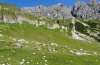 Erebia manto: Habitat in den Allgäuer Alpen bei Hinterstein im August 2012. [N]