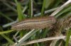 Erebia manto: Larva in penultimate instar (e.o. SW-Bavarian Alps) [S]