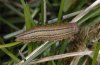 Erebia manto: Raupe im vorletzten Stadium (e.o. Allgäuer Alpen) [S]