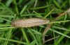 Erebia manto: Larva in penultimate instar (ready for hibernation, e.o. SW-Bavarian Alps) [S]