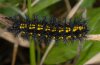 Euphydryas maturna: Larva [N]
