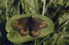 Erebia medusa: Oberseite