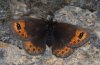 Erebia medusa: Weibchen