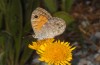 Lasiommata megera: Female (Greece, Olympus, late June 2013) [N]