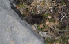 Erebia melas: Weibchen bei der Eiablage (Olymp, Anfang August 2012) [N]