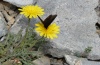 Erebia melas: Male (Olympus, early August 2012) [N]