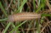 Erebia meolans: Larva after the last moult (northern Black Forest) [M]