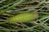 Erebia meolans: Ab the mid of the last instars are the Tiere green gefärbt. Nur the head bleibt brown. [S]