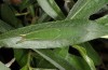 Apatura metis: L5 (NW-Bulgarien, 2018) [S]