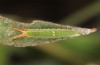 Apatura metis: L2 (NW-Bulgarien, 2018) [S]