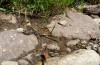 Apatura metis: Männchen (NW-Bulgarien, Oblast Montana, Zhelezna, Anfang Juni 2018) [N]