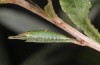 Apatura metis: L3 larva (NW-Bulgaria, 2018) [S]