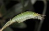 Apatura metis: L4 larva (NW-Bulgaria, 2018) [S]