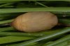 Erebia mnestra: Pupa ventral [S]