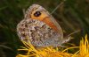 Erebia montana: Female (e.l. Valais, Switzerland) [S]