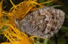 Erebia montana: Weibchen (e.l. Wallis) [S]