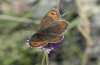 Erebia montana: Oberseite Weibchen [N]