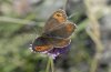 Erebia montana: Upper side female [N]