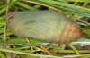 Erebia montana: Puppe [S]