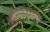 Erebia montana: Fully-grown larva, lateral (e.l. Valais) [S]