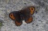 Erebia montana: Upper side female [S]