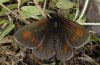 Erebia manto: Male [N]
