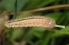 Erebia neoridas: Larva after the last moult  [S]