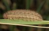 Erebia neoridas: Larva [S]
