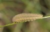 Erebia neoridas: Larva in penultimate instar [S]