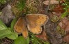 Oeneis norna: Female (N-Finland, Kilpisjärvi, late June 2020) [M]