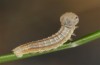 Oeneis norna: Larva in the first instar (e.o. rearing, N-Finland, Kilpisjärvi, oviposition in late June 2020) [S]