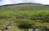 Oeneis norna: Habitat (Nordfinnland, Kilpisjärvi, Ende Juni 2020) [N]