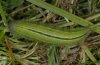 Melanargia occitanica: Fully-grown larva, green form [S]