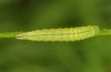 Coenonympha oedippus: Jungraupe