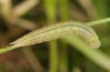 Coenonympha oedippus: Raupe im drittletzten Stadium nach der Überwinterung