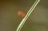 Erebia orientalis: Egg after some days (e.o. Rila mountains 2013) [S]