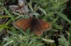 Erebia orientalis: Männchen (Bulgarien, Rila-Gebirge, Anfang August 2013, 2200m NN) [N]