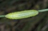 Erebia orientalis: Raupe (e.o. Bulgarien, Rila-Gebirge, 2300m, Eiablage Anfang August 2015) [S]